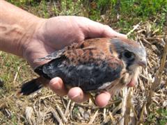 Male Kestrel Nestling in Hand